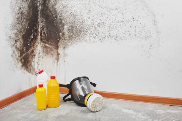 Best Fast Mold Removal  in Burley, WA