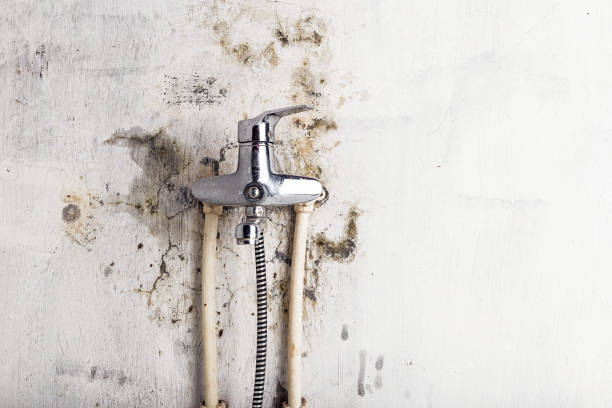 Best Local Mold Removal Service  in Burley, WA