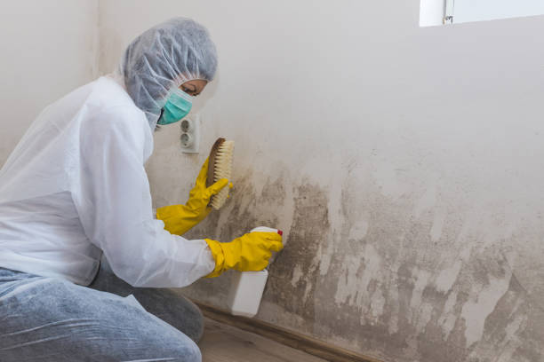 Best Home Mold Removal  in Burley, WA