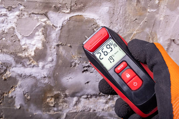 Best Mold Remediation Experts  in Burley, WA
