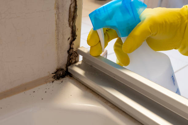 Best Mold Cleaning Services  in Burley, WA