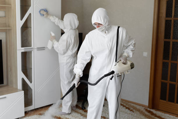 Attic Mold Removal in Burley, WA