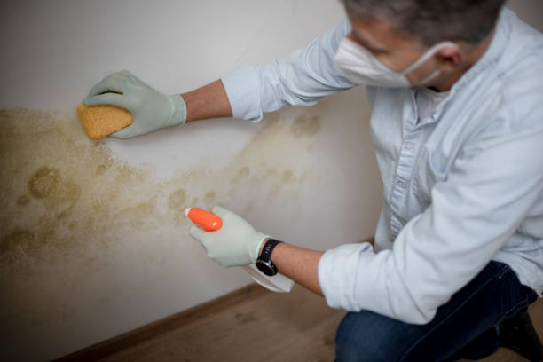 Reliable Burley, WA Mold Removal Solutions