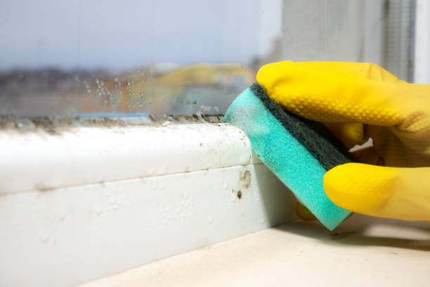 Best Emergency Mold Removal  in Burley, WA