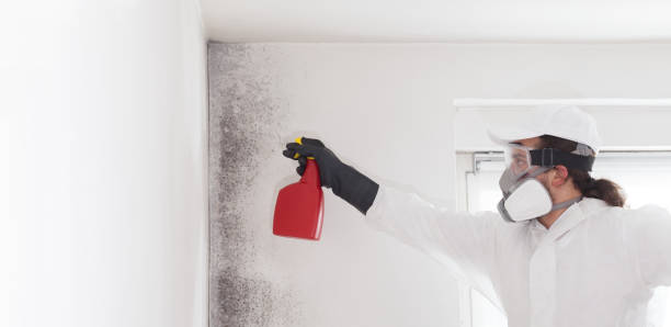 Best Black Mold Removal  in Burley, WA