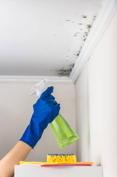 Mold Removal and Inspection in Burley, WA